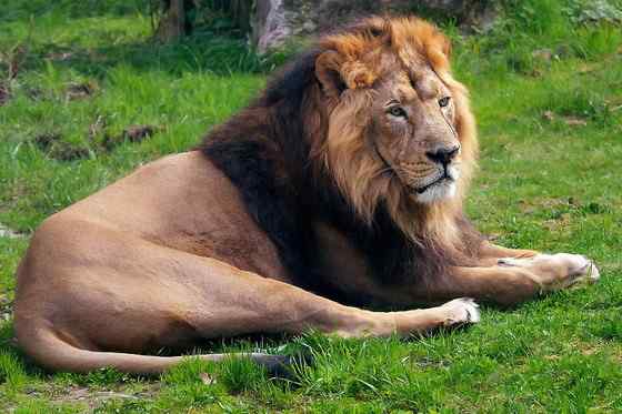 亚洲有狮子吗？  亚洲狮