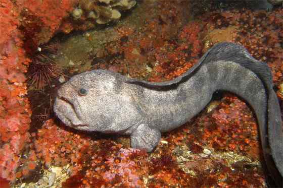 长相丑陋的怪鱼--狼鳗