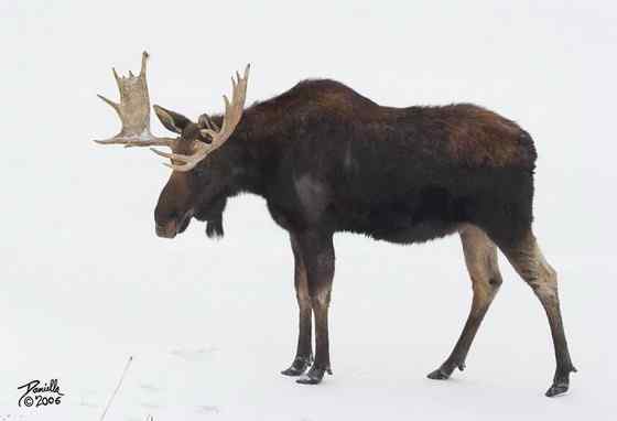 鹿科动物中体型最大的驼鹿