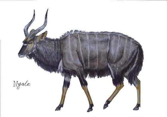 淡蓝色的羚羊——东非条纹羚 Tragelaphus angasii