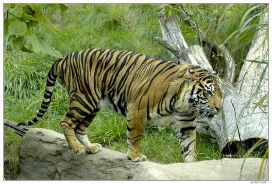 无情未必真豪杰， 怜子如何不丈夫？  苏门答腊虎