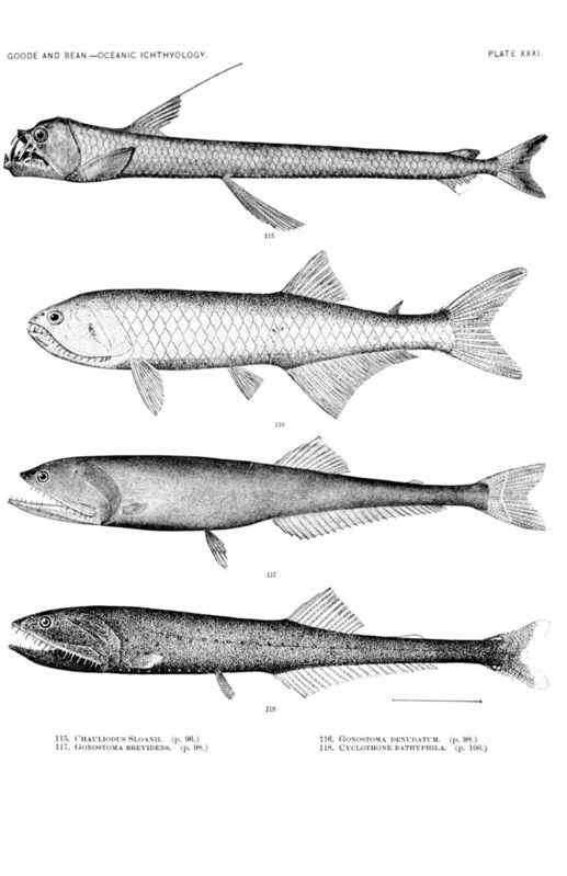 面目狰狞的深海鱼类——蝰鱼、凸齿鱼、毒蛇鱼