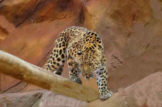 仅次于东北虎的大型猫科动物 远东豹