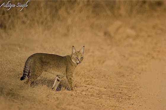 狸猫换太子中的狸猫