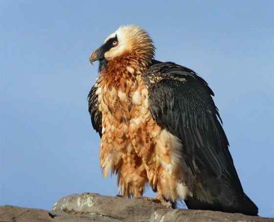 喜马拉雅山的大鸟  胡兀鹫