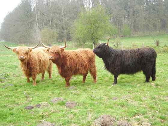 最古老的家牛品种——来自苏格兰的高地牛