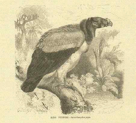 最漂亮的猛禽食腐鸟 王鹫 最漂亮的猛禽食腐鸟 王鹫