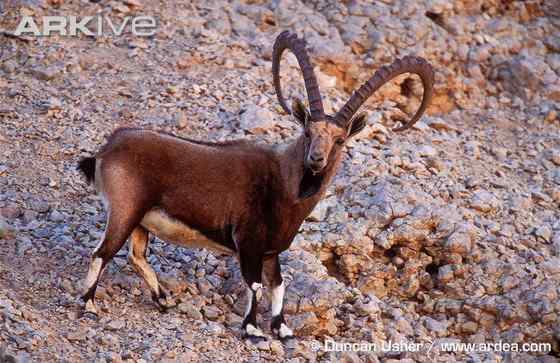 英俊的大角羊--云山羊