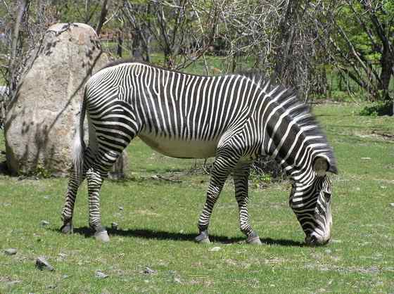 体型最大的斑马 细纹斑马 Equus grevyi