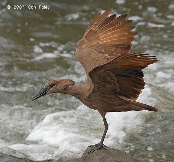 预报气象的怪鸟  锤头鹳 闪电鸟
