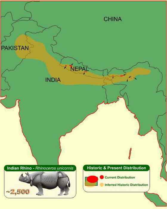 汉朝巨人与大独角犀