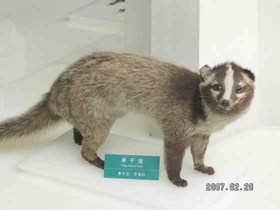 非典肆虐--果子狸