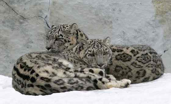 猫科动物——雪豹