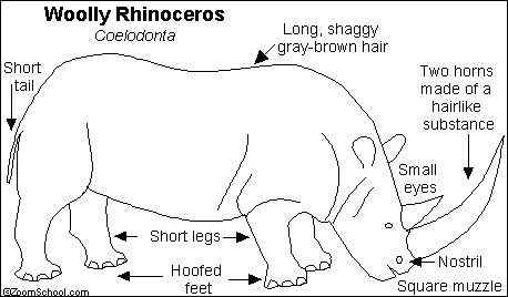 远古巨兽的直系后裔  亚洲犀牛 苏门答腊犀