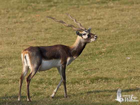 漂亮的羚羊 印度羚 漂亮的羚羊 印度羚