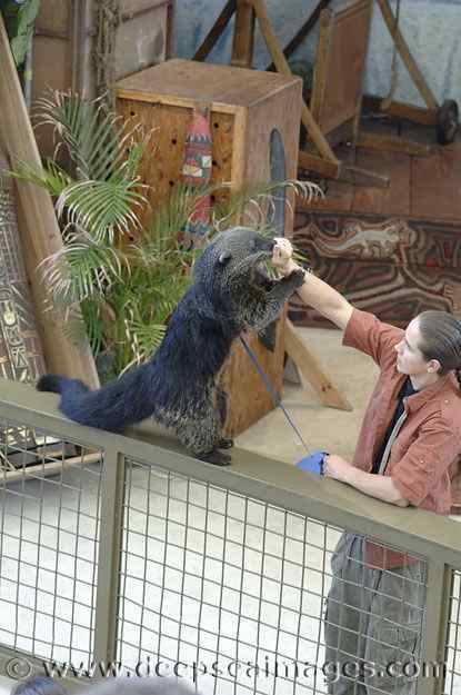 熊狸 Arctictis binturong 熊灵猫、貉獾 熊狸 Arctictis binturong 熊灵猫、貉獾