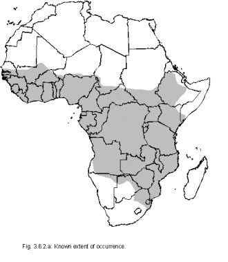 麝猫  恶臭的气味胜过臭鼬