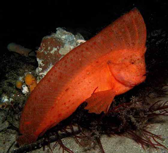 漂亮的罕见的“印第安鱼” 丑鲉 漂亮的罕见的“印第安鱼” 丑鲉