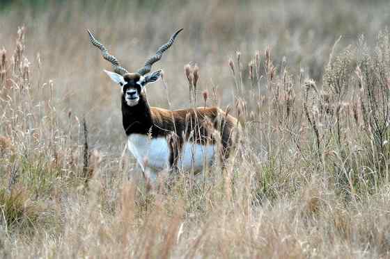 漂亮的羚羊--印度羚