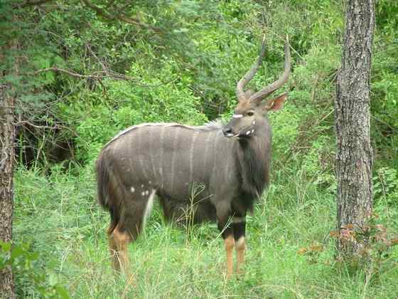 淡蓝色的羚羊——东非条纹羚 Tragelaphus angasii