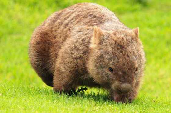 澳洲考拉 袋熊 澳洲考拉 袋熊