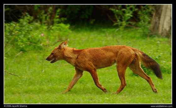 英国著名小说家吉卜林笔下的“红狗”  豺