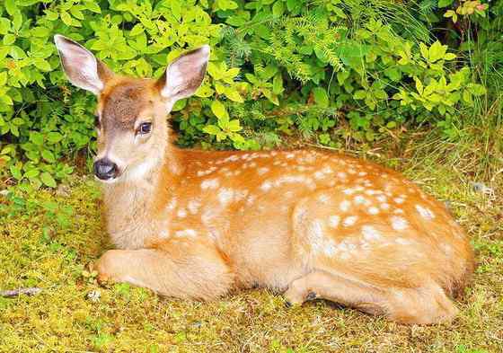 维吉尼亚鹿 白尾鹿