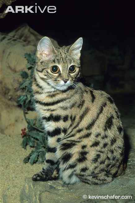 猫科动物家族中的小弟弟——黑足猫Felis nigripes