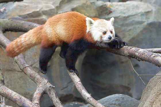 小熊猫又被叫做火狐(Fire fox) 小熊猫又被叫做火狐(Fire fox)