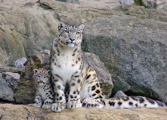 猫科动物——雪豹