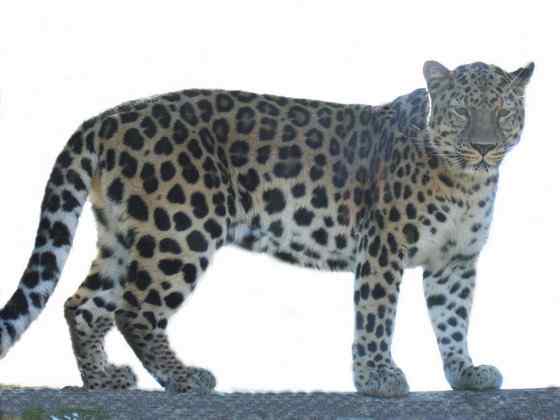 仅次于东北虎的大型猫科动物 远东豹