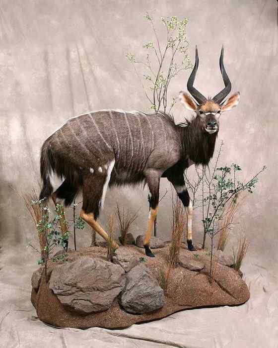 淡蓝色的羚羊——东非条纹羚 Tragelaphus angasii