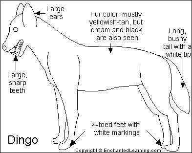 澳洲野狗 最著名的外来入侵物种 澳洲野狗 最著名的外来入侵物种