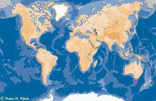 世界上最凶猛的哺乳动物  袋獾