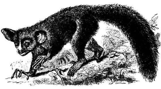 最奇特的灵长目动物  指猴（Daubentonia madagascariensis）