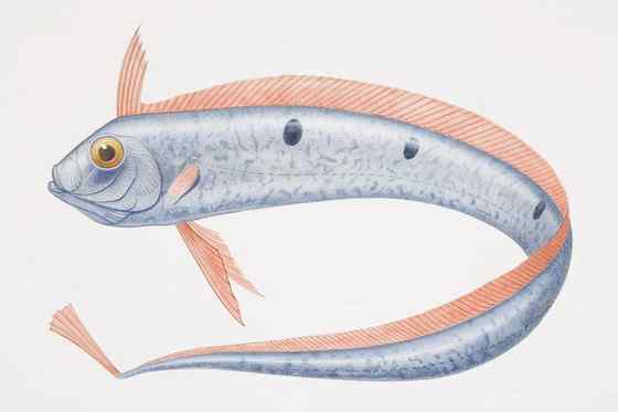 航海时代的传说——大海蛇 皇带鱼