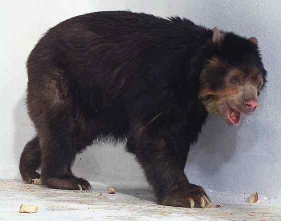 南美洲唯一的熊  眼镜熊(安第斯熊)