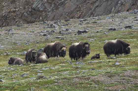北极地区最大的食草动物  似牛实羊的麝牛