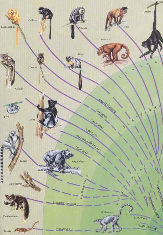 最奇特的灵长目动物  指猴（Daubentonia madagascariensis）