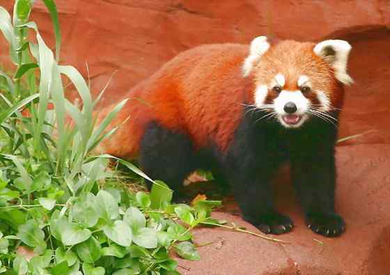 小熊猫又被叫做火狐(Fire fox)