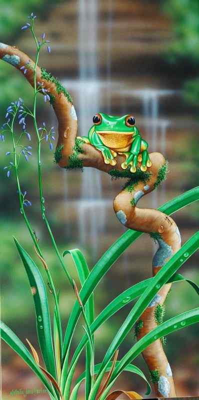 最漂亮的蛙类 红眼树蛙 最漂亮的蛙类 红眼树蛙