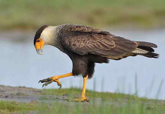 墨西哥的国鸟  凤头卡拉鹰 Polyborus plancus