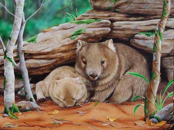 澳洲考拉 袋熊 澳洲考拉 袋熊