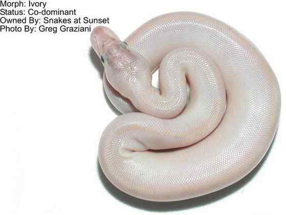 球蟒 受惊时会卷成球状的蟒蛇