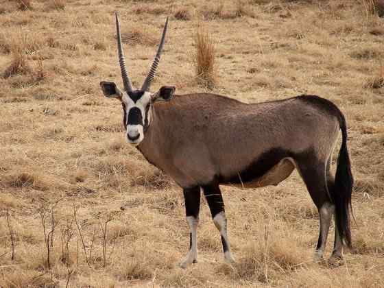 博茨瓦纳沙漠中的羚羊 南非长角羚 博茨瓦纳沙漠中的羚羊 南非长角羚