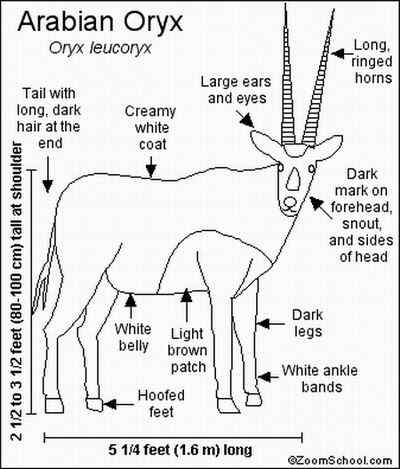 阿拉伯大羚羊 Arabian Oryx