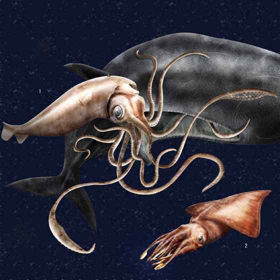 抹香鲸真的很香