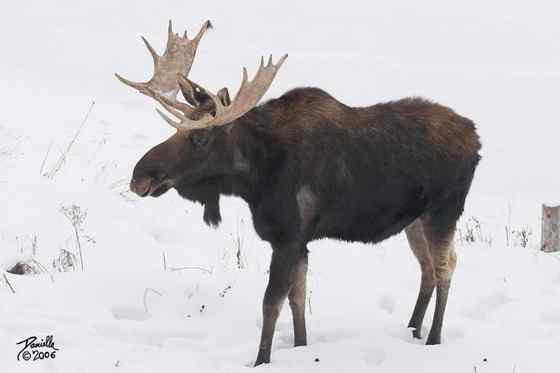 鹿科动物中体型最大的驼鹿