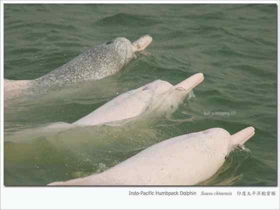 香港回归的吉祥物  中华白海豚