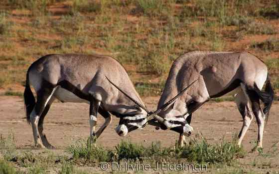 博茨瓦纳沙漠中的羚羊 南非长角羚 博茨瓦纳沙漠中的羚羊 南非长角羚